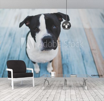 Picture of Cute black and white dog sitting on a wooden blue patio while looking up at the camera